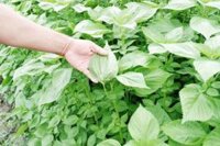 Gói 0.5gram Hạt Giống Rau Thơm Mè Hàn Quốc Sesame