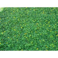 Gói 100 hạt giống cỏ lạc trường niên/lạc dại/cỏ đậu phộng lùn-cây lâu năm, dễ trồng, có thể nhân giống bằng giâm cành
