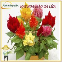 Gói 100 Hạt giống hoa mào gà lửa, hạt hoa mào gà đuôi phụng mix nhiều màu