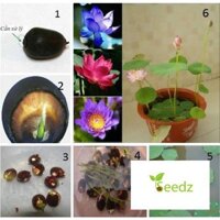 Gói 100 hạt giống sen nhật mini nhiều màu VINMARK HẠT GIỐNG