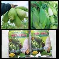 Gói 1kg hạt giống bắp nếp nù sữa,mềm dẻo thơm ngọt-tỉ lệ nãy mầm 95%