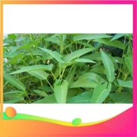 Gói 1kg hạt giống rau muống Thái Lan UY TÍN, GIÁ RẺ, CHẤT LƯỢNG BÀ CON AN TÂM ƯƠM MẦM