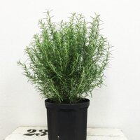 Gói 20 Hạt giống Cây Hương Thảo - Rosemary