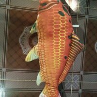 Gối 3D cá koi