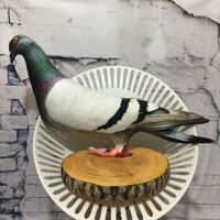 Gối 3D Chim Bồ Câu