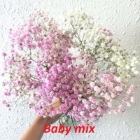 GÓI 50 HẠT GIỐNG HOA BABY MIX