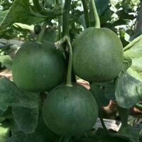 Gói 500 hạt giống dưa lê lục ngọc F1