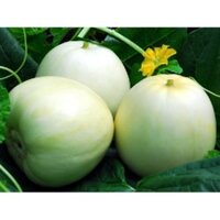 Gói 500 hạt giống dưa lê siêu ngọt