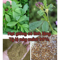 Gói 500gam Hạt giống cỏ linh lăng Alfalfa, tỷ lệ nảy mầm cao
