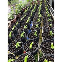 (GÓI 5KG) PHÂN HỮU CƠ TAN CHẬM ĐẶNG THẮNG