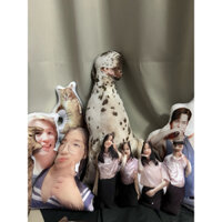 GỐI ÔM IN ẢNH THÚ CƯNG 2 MẶT theo yêu cầu (tặng móc khoá in hình mini).