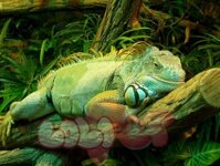 Green Iguana – Rồng nam mỹ xanh