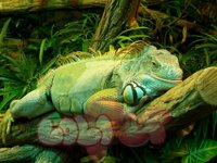 Green Iguana – Rồng nam mỹ xanh