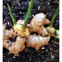 gừng củ giống (1kg) (CÂY GIỐNG BẮC TRUNG NAM)