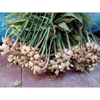 gừng củ giống (1kg) - Khu vườn xinh 689, Freeship extra+