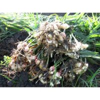 gừng củ giống (1kg) (mua nhiều có giá sỉ 0354736301)