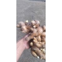 gừng củ giống (1kg) ( sản phẩm có bảo hành đỏi trả) (giao siêu nhanh )
