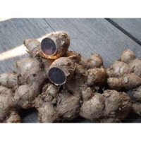 Gừng đen( ngải đen,ngải tím) 1kg hàng tuyển lựa từng củ