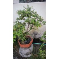 hải châu lá nhỏ