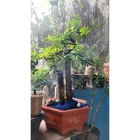 hải châu lá nhỏ