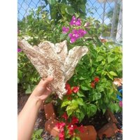 hải sâm vú nàng phơi khô 100gram khoản 3 con