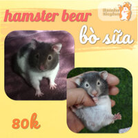 Hamster Bear Bò Sữa