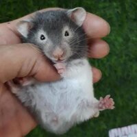 Hamster bear đốm (mặt nạ đốm)