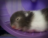 Hamster bear hai màu