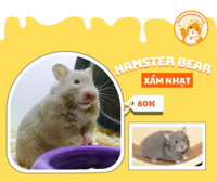 Hamster Bear Xám nhạt