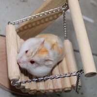 Hamster Bò sữa vàng