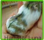 Hamster bò sữa xám campell “cắn”