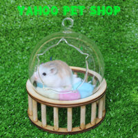 Hamster Robo Isabel