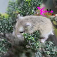 Hamster Robo mặt nâu
