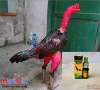 Hanapet-(Thuốc GÀ CHỌI) Đặc trị hen gà chọi (Hen xanh) thuốc long đờm gà khó thở cấp tính gà đá dạng thuốc 10ml