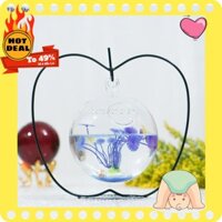 [Hàng có sẵn]  Bể cá mini để bàn hình quả táo cao 25 cm mẫu 04 (Tặng combo phụ kiện trang trí đầy đủ)