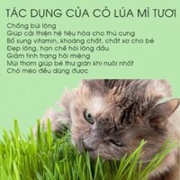 [Hàng có sẵn] Hạt giống cỏ mèo-bộ trồng cỏ TƯƠI cho mèo TAOTAOPETS giúp tiêu búi lông cho mèo cưng – MEWSIC PET SHOP