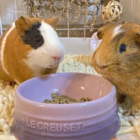 [Hàng có sẵn/Ảnh thật] Bát thức ăn cho chuột hamster nhỏ, bát cơm chinchilla, bát thức ăn cho thỏ,