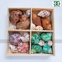 [Hàng đẹp - 5 kiểu]Set vỏ ốc biển hộp gỗ 4 ngăn ốc đỏ