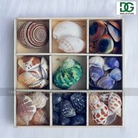 [Hàng đẹp - 9 kiểu]Set vỏ sò ốc hộp gỗ 9 ngăn ốc cuốn chiếu