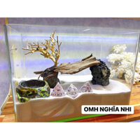 HANG GỖ LŨA TRÚ ẨN VÀ TRANG TRÍ HỒ NUÔI CHO ỐC MƯỢN HỒN