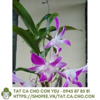 [Hàng Tốt] Dendro nắng 4N Dòng Dendro xưa cổ hoa bền lâu - Chậu to sắp hoa