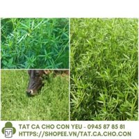 [Hàng Tốt] Gói 100GR hạt giống Cỏ Đậu STYLO