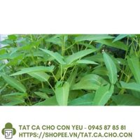[Hàng Tốt] Gói 1kg hạt giống rau muống Thái Lan