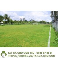 [Hàng Tốt] HẠT GIỐNG CỎ TRỒNG THẢM BERMUDA - 50Gr