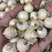 Hành tăm ( củ nén ) loại Hành bi, to tròn tại Hà Nội chuyên dùng cho Nhà hàng, bếp chế biến món ăn