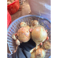 hành tây Đà Lạt 10kg