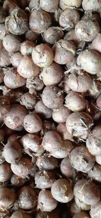 hành tây Đà Lạt hàng xả