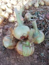 hành tây Đà Lạt