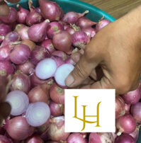 Hành Tím Ấn Độ, củ to size 35-45mm