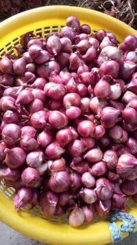 hành tím Vĩnh Châu